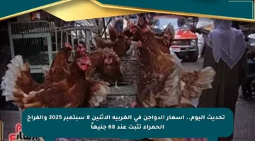 🔹 تحديث اليوم.. أسعار الدواجن في الغربية الإثنين 8 سبتمبر 2025 والفراخ الحمراء تثبت عند 68 جنيهاً